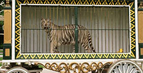 Caged Tiger