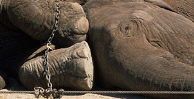 Chained Elephant